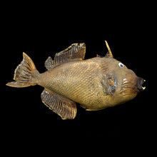 Load image into Gallery viewer, Terrible Tiki Gnarly Triggerfish
